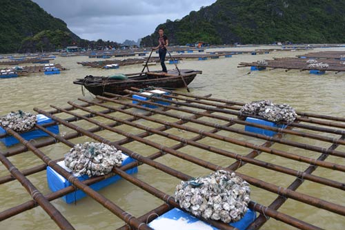 Quảng Ninh: Nước mắt ngư phủ hòa vào biển cả - 1