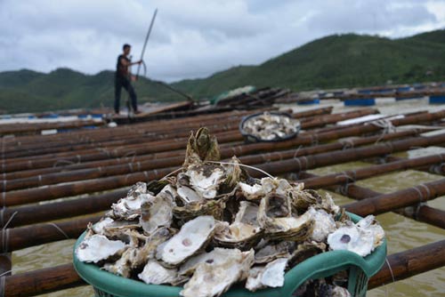 Quảng Ninh: Nước mắt ngư phủ hòa vào biển cả - 5