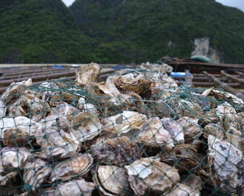 Quảng Ninh: Nước mắt ngư phủ hòa vào biển cả - 6