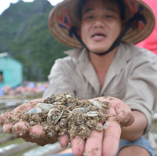 Quảng Ninh: Nước mắt ngư phủ hòa vào biển cả - 8