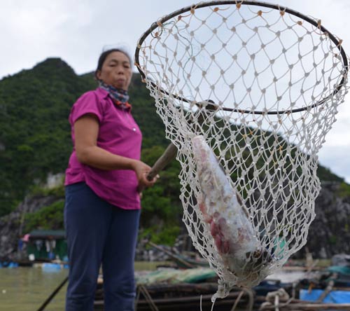 Quảng Ninh: Nước mắt ngư phủ hòa vào biển cả - 9