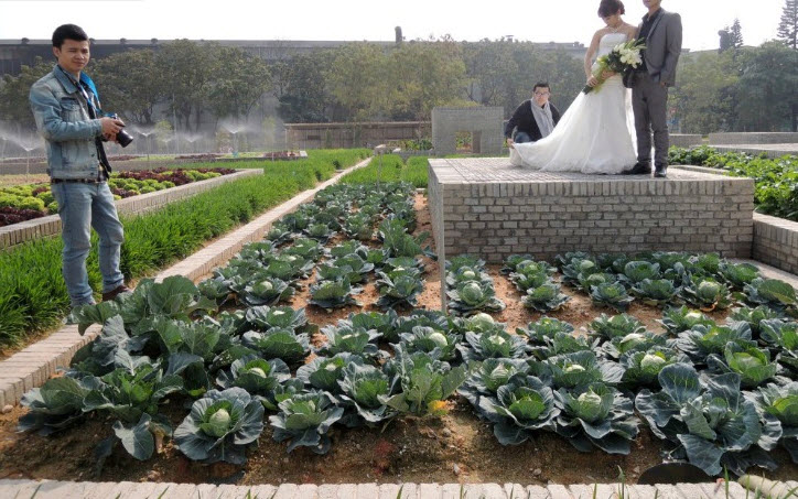 TQ: Vườn rau sạch 2000m² cho cư dân thành phố tự trồng - 9