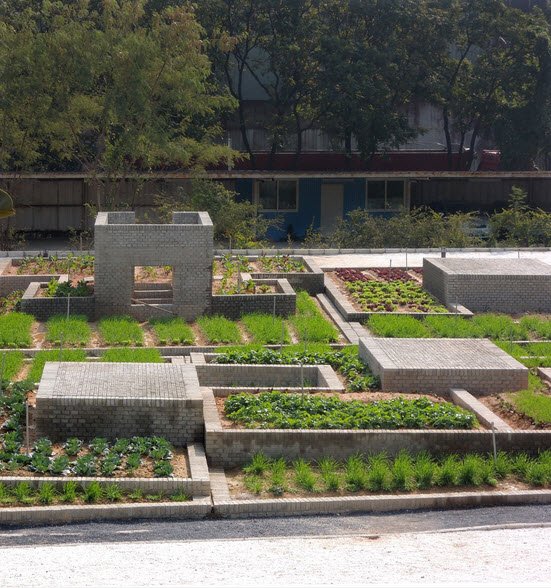 TQ: Vườn rau sạch 2000m² cho cư dân thành phố tự trồng - 6