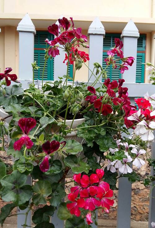 Mẹ trẻ trồng vườn ngập sắc hoa tại thiên đường Mộc Châu - 13