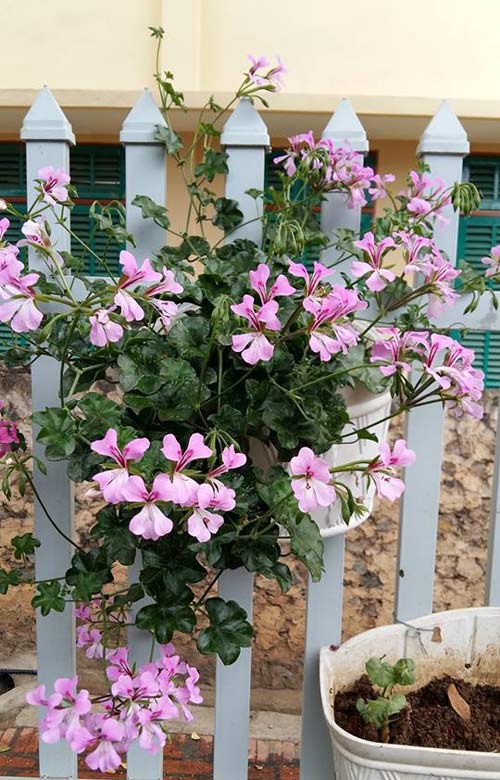 Mẹ trẻ trồng vườn ngập sắc hoa tại thiên đường Mộc Châu - 7