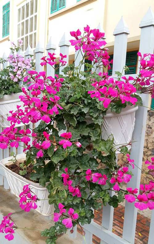 Mẹ trẻ trồng vườn ngập sắc hoa tại thiên đường Mộc Châu - 8