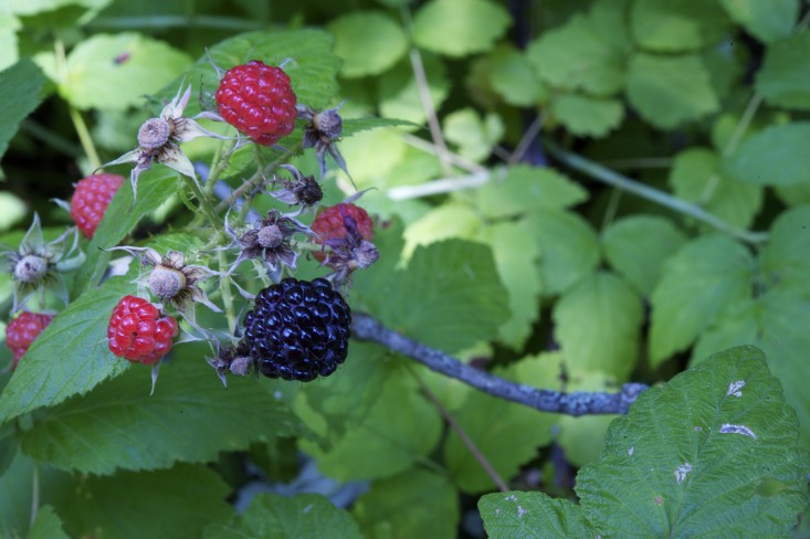 Vườn nhà 2000m2 trồng đủ loài cây thảo mộc - 7