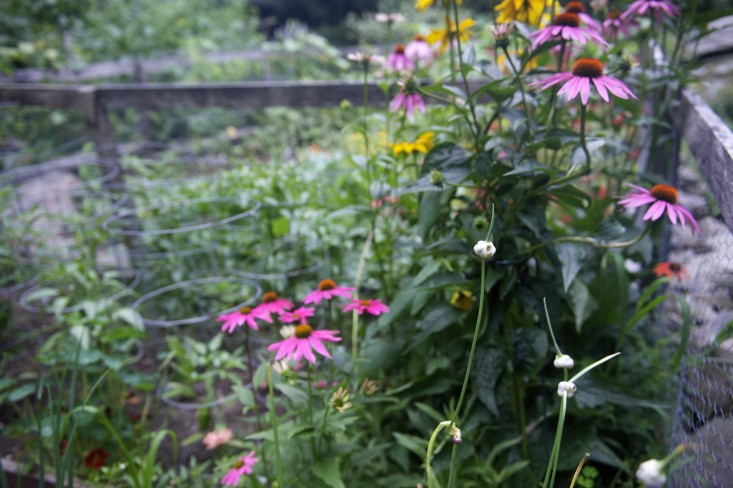 Vườn nhà 2000m2 trồng đủ loài cây thảo mộc - 4