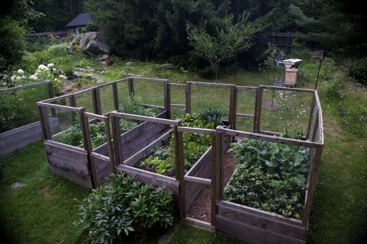 Vườn nhà 2000m2 trồng đủ loài cây thảo mộc - 9