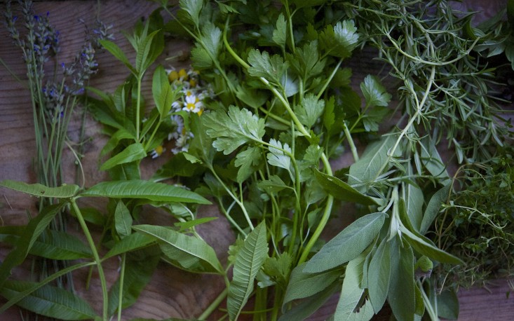 Vườn nhà 2000m2 trồng đủ loài cây thảo mộc - 12