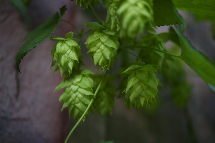 Vườn nhà 2000m2 trồng đủ loài cây thảo mộc - 3