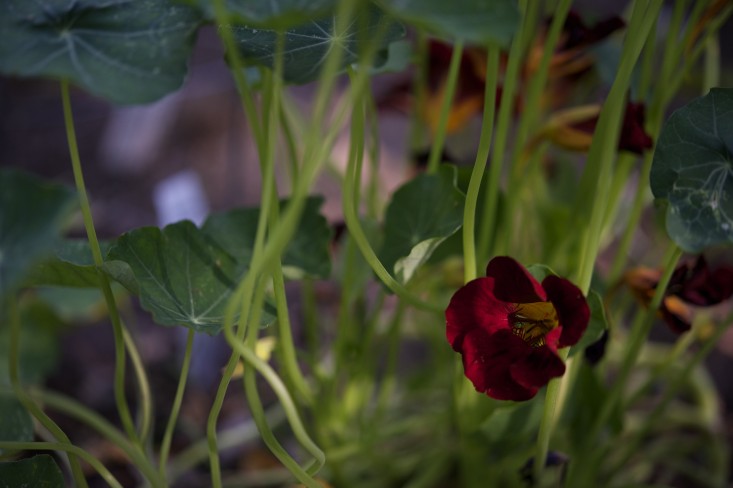 Vườn nhà 2000m2 trồng đủ loài cây thảo mộc - 8