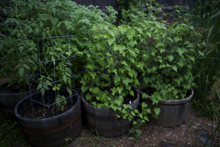 Vườn nhà 2000m2 trồng đủ loài cây thảo mộc - 5