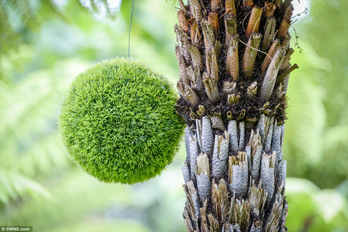 12 năm biến vườn nhà thành rừng mưa nhiệt đới thu nhỏ - 6