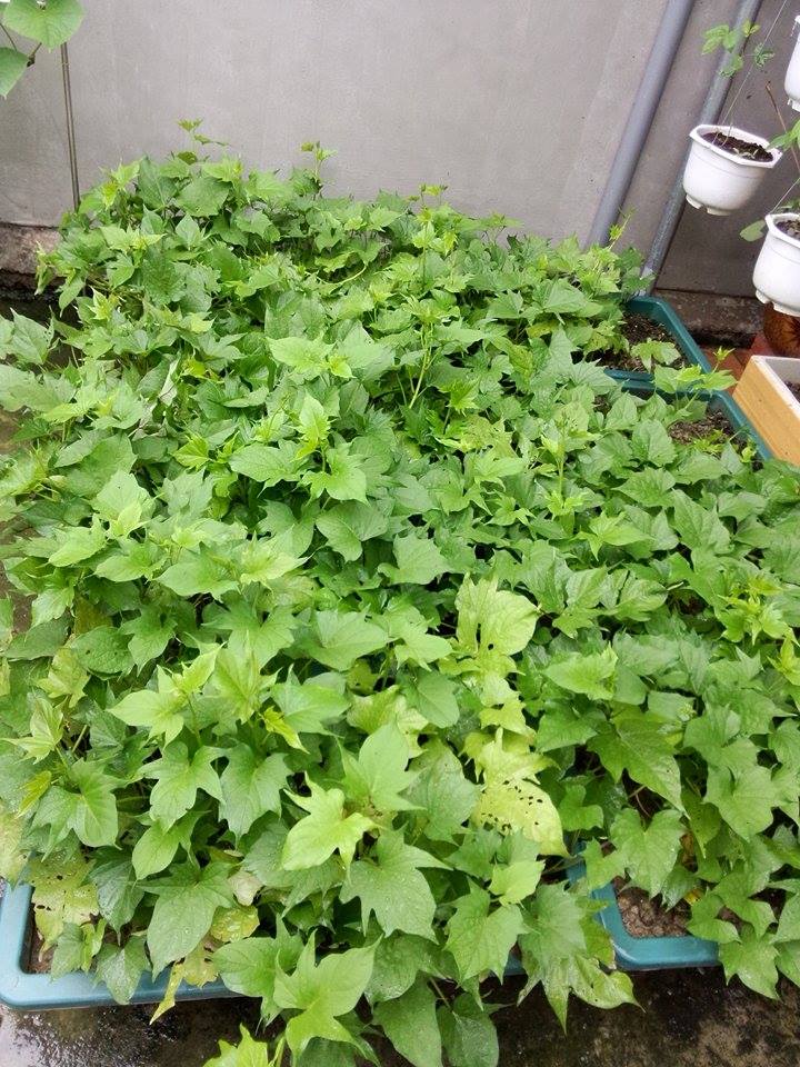 Vườn rau sân thượng mát mắt với rèm treo mồng tơi - 12