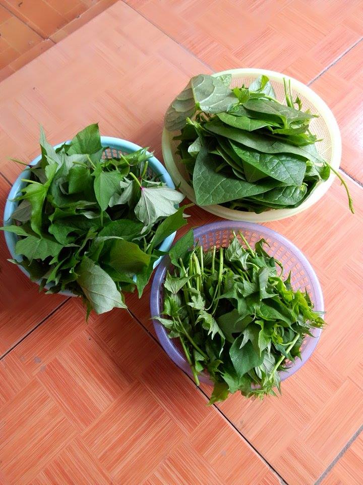 Vườn rau sân thượng mát mắt với rèm treo mồng tơi - 16