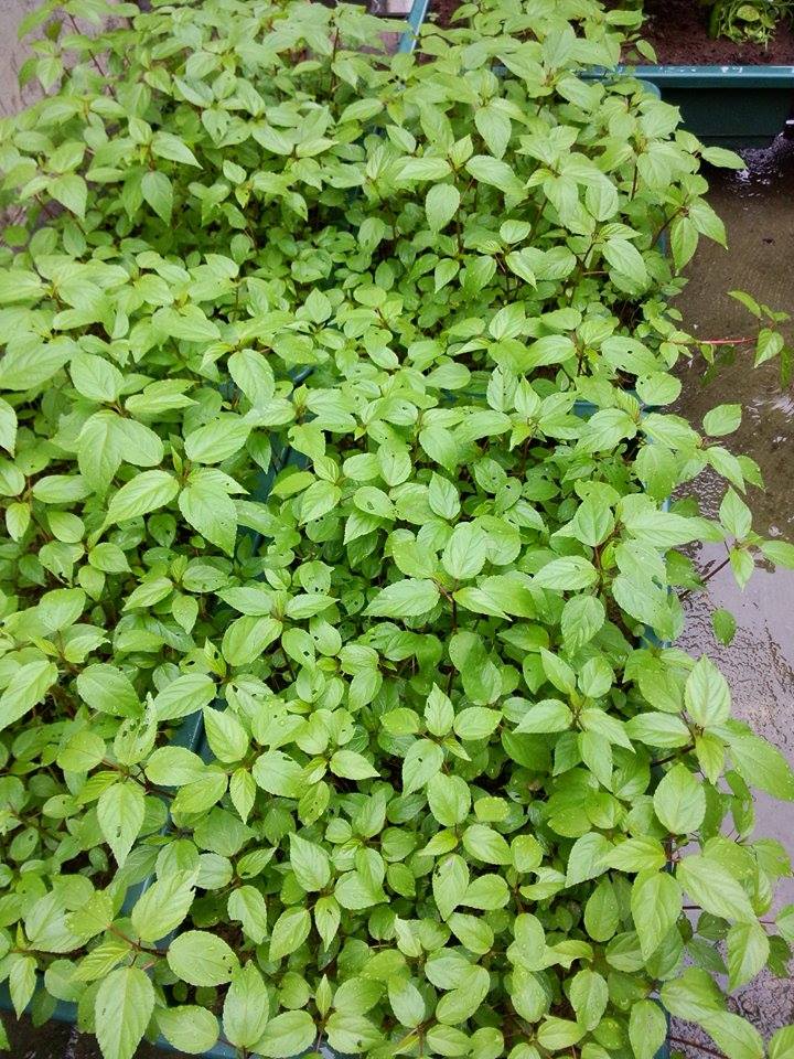 Vườn rau sân thượng mát mắt với rèm treo mồng tơi - 11