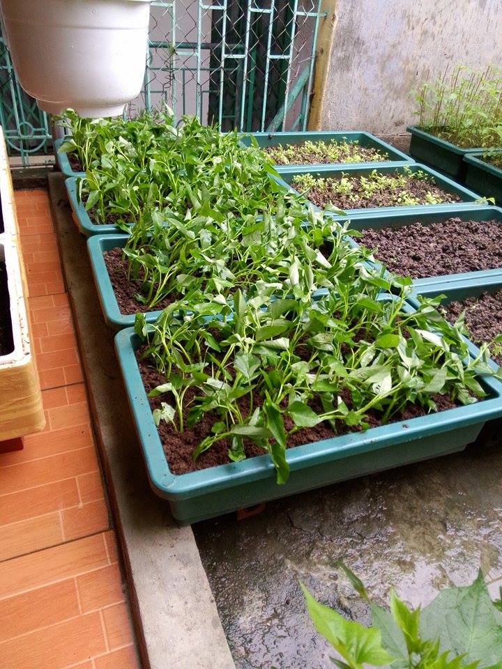 Vườn rau sân thượng mát mắt với rèm treo mồng tơi - 5