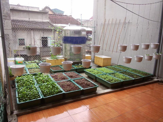 Vườn rau sân thượng mát mắt với rèm treo mồng tơi - 1