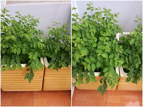 Vườn rau sân thượng mát mắt với rèm treo mồng tơi - 7