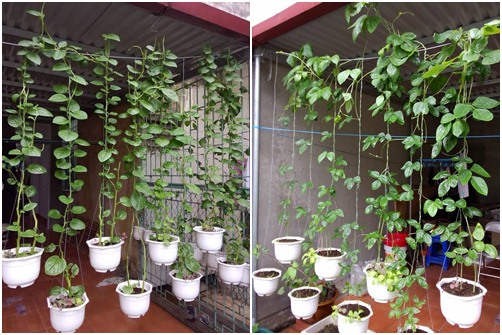 Vườn rau sân thượng mát mắt với rèm treo mồng tơi - 4