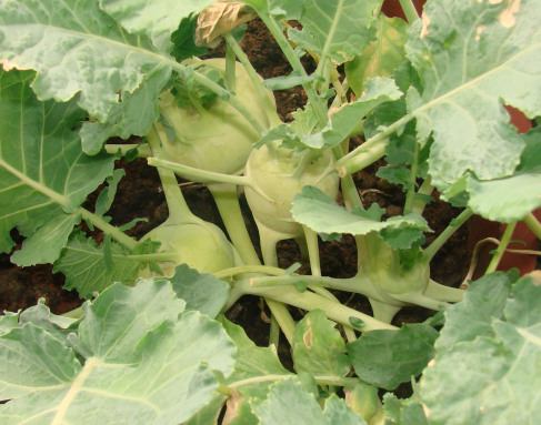 Rau trồng tháng Tám: Cách trồng su hào tại nhà từ hạt - 5