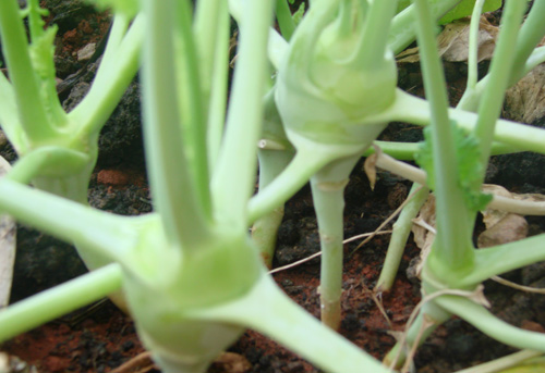 Rau trồng tháng Tám: Cách trồng su hào tại nhà từ hạt - 4