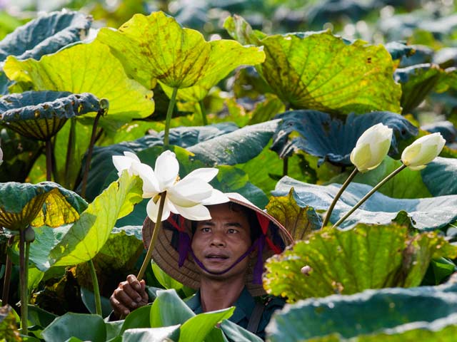 Đầm Sen Quan Âm - Khám Phá Vẻ Đẹp và Ý Nghĩa Văn Hóa