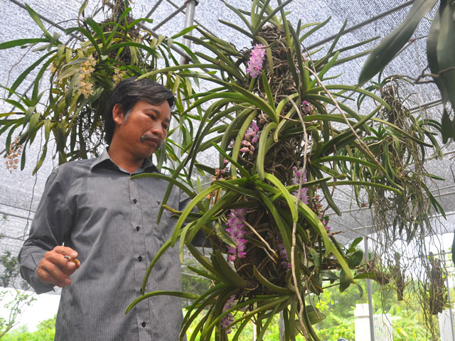 Bí quyết trồng lan Bạch vĩ hổ ra hoa đẹp như ý của tỷ phú Hà thành - 1