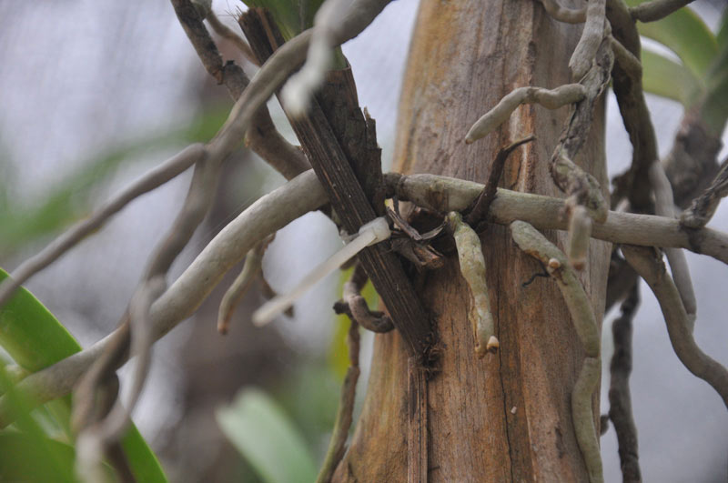 Bí quyết trồng lan Bạch vĩ hổ ra hoa đẹp như ý của tỷ phú Hà thành - 2