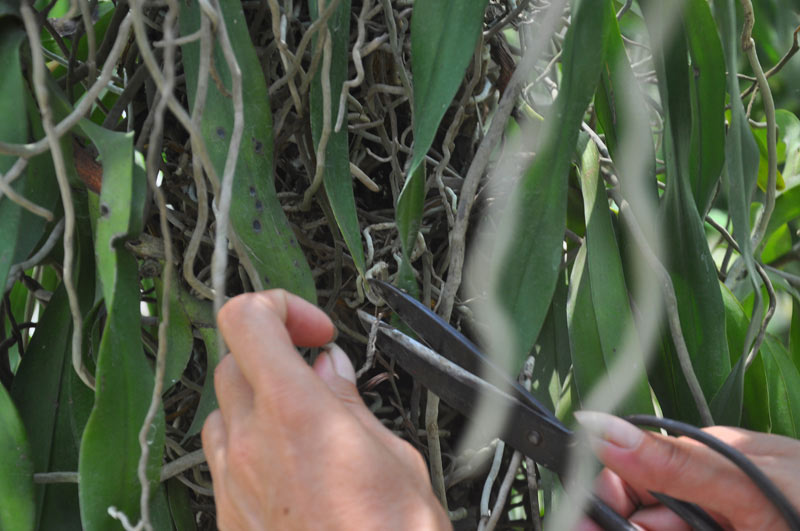 Bí quyết trồng lan Bạch vĩ hổ ra hoa đẹp như ý của tỷ phú Hà thành - 3