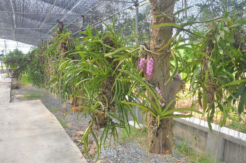 Bí quyết trồng lan Bạch vĩ hổ ra hoa đẹp như ý của tỷ phú Hà thành - 4