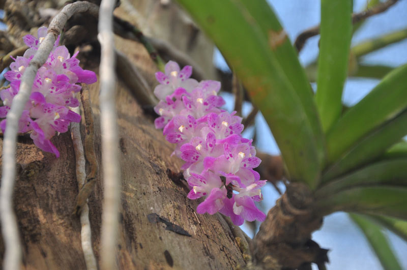 Bí quyết trồng lan Bạch vĩ hổ ra hoa đẹp như ý của tỷ phú Hà thành - 5