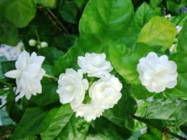 Những loại hoa nào không dâng cúng trên bàn thờ? - 4