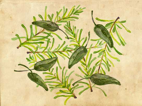 7 cây gia vị thúc cà chua, dưa chuột lớn nhanh hơn - 5