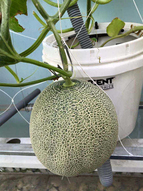 Cách trồng dưa lưới không cần đất lúc lỉu cả giàn - 17
