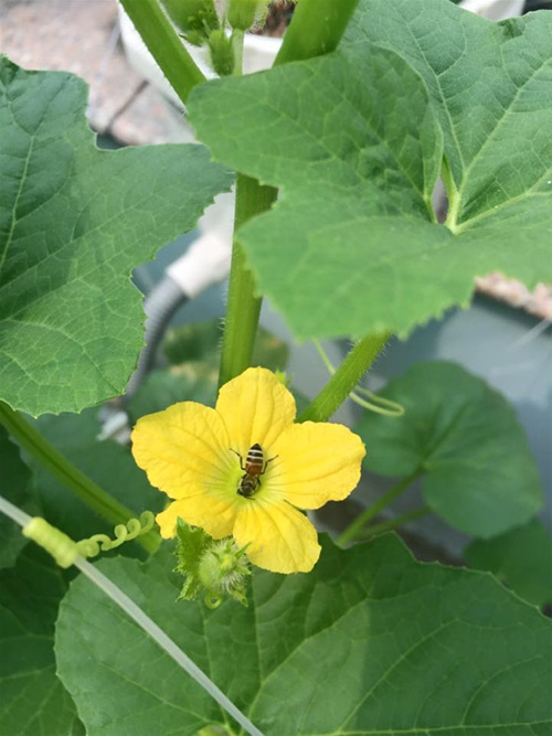 Cách trồng dưa lưới không cần đất lúc lỉu cả giàn - 12