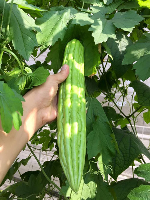 Cách trồng dưa lưới không cần đất lúc lỉu cả giàn - 19