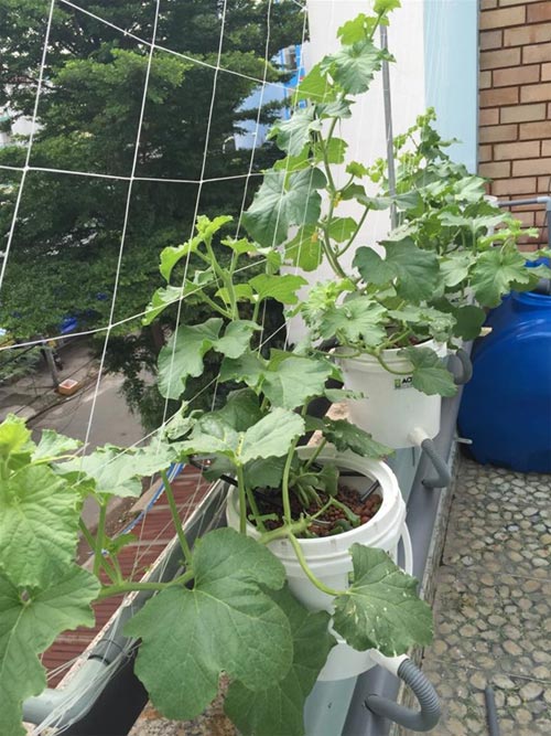 Cách trồng dưa lưới không cần đất lúc lỉu cả giàn - 11