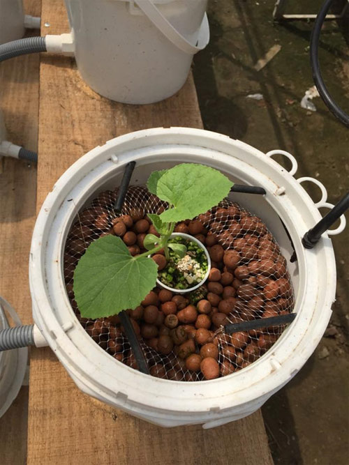 Cách trồng dưa lưới không cần đất lúc lỉu cả giàn - 8