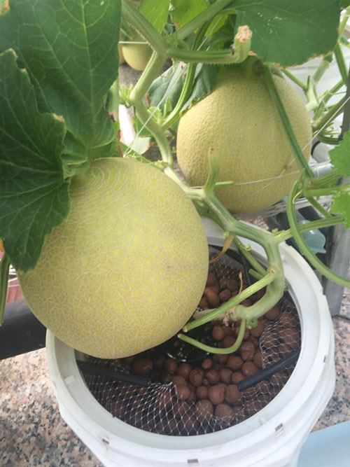 Cách trồng dưa lưới không cần đất lúc lỉu cả giàn - 15