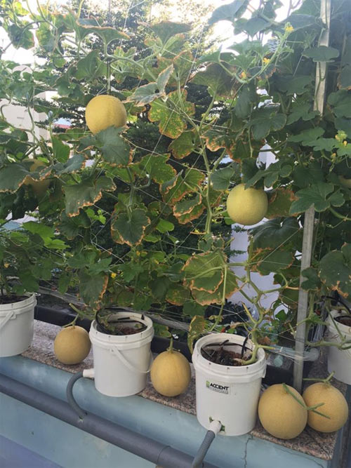 Cách trồng dưa lưới không cần đất lúc lỉu cả giàn - 14