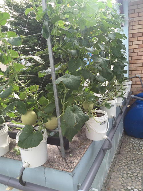 Cách trồng dưa lưới không cần đất lúc lỉu cả giàn - 13