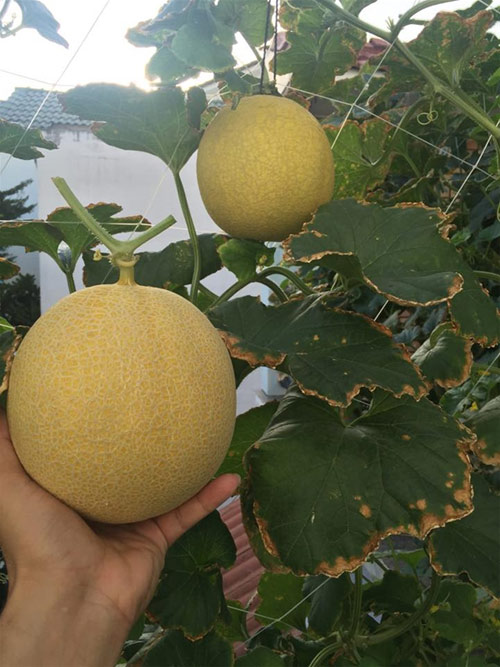 Cách trồng dưa lưới không cần đất lúc lỉu cả giàn - 16