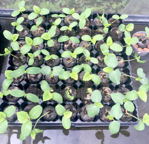 Cách trồng dưa lưới không cần đất lúc lỉu cả giàn - 6