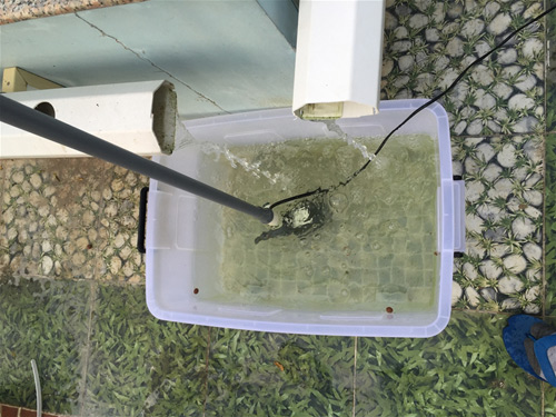 Cách trồng dưa lưới không cần đất lúc lỉu cả giàn - 2