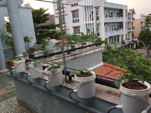 Cách trồng dưa lưới không cần đất lúc lỉu cả giàn - 10