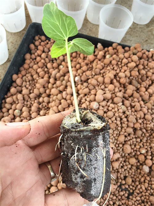 Cách trồng dưa lưới không cần đất lúc lỉu cả giàn - 7