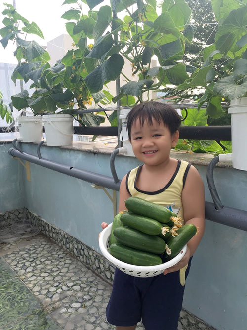 Cách trồng dưa lưới không cần đất lúc lỉu cả giàn - 18