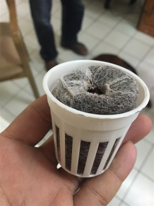 Cách trồng dưa lưới không cần đất lúc lỉu cả giàn - 3